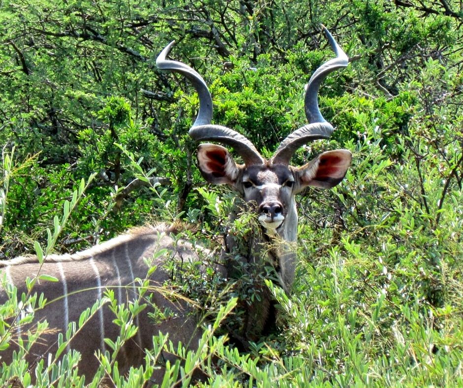 SPECTACULAR WILDLIFE AND ABUNDANT BIRDLIFE