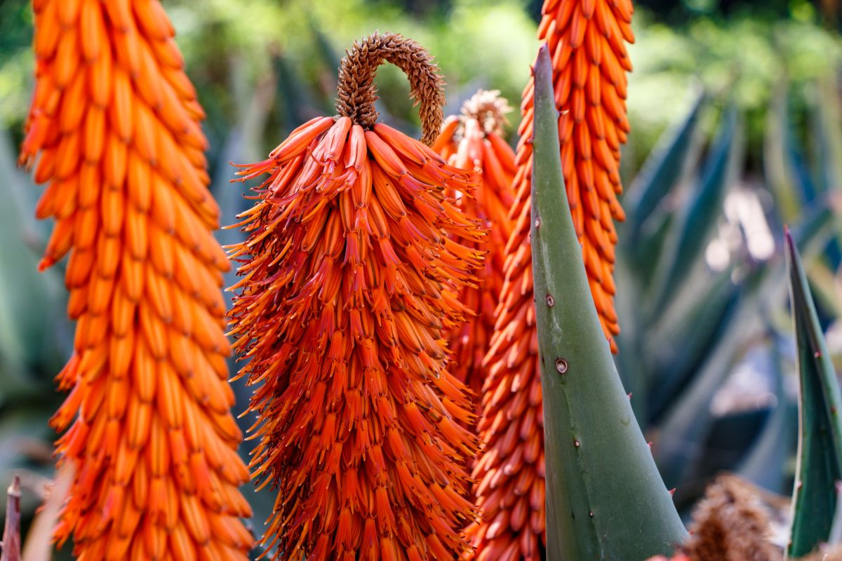 Aloe Ferox