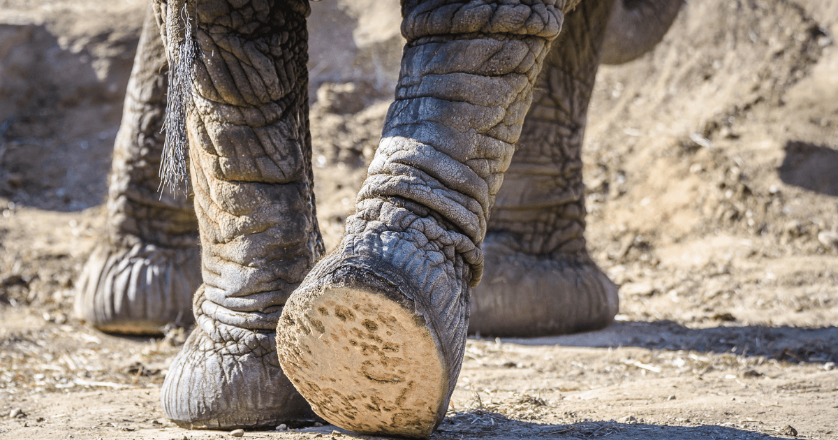The Sole of an Elephants foot