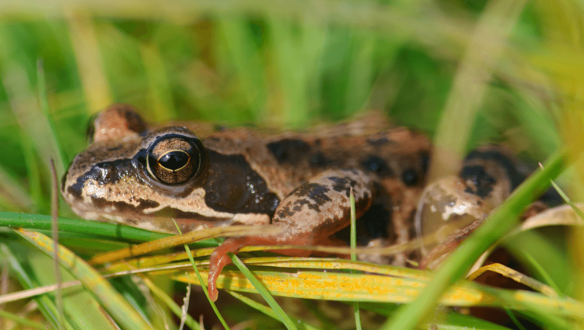 Frog in grass