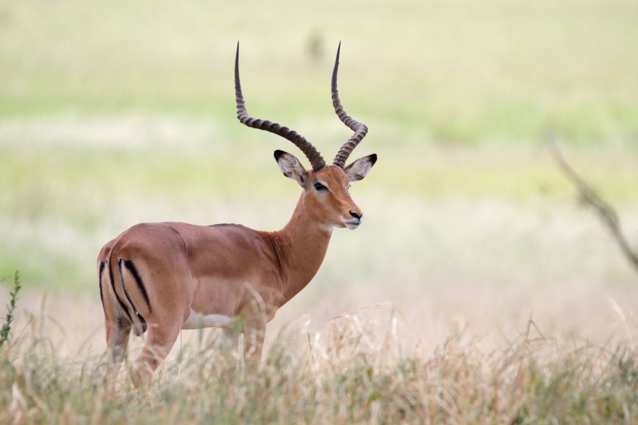 Rooibok in a field