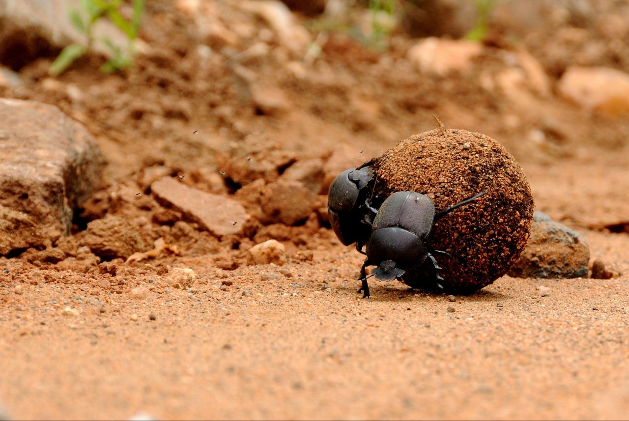 Dung Beetles