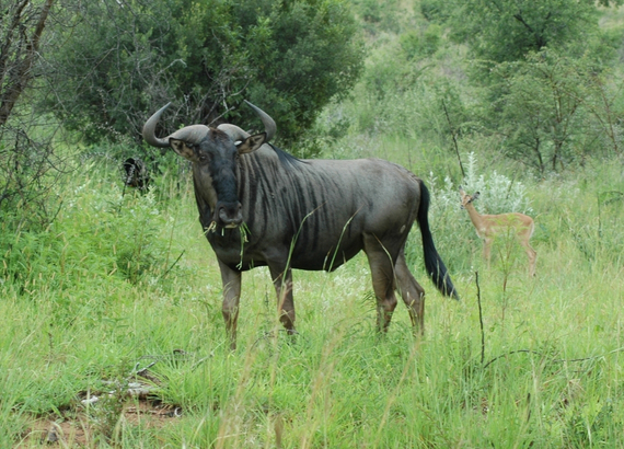 Meet the "Ugly Five" The Wildebeest