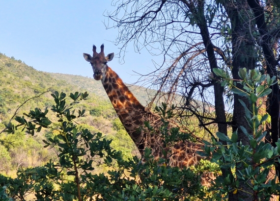 Your Guide to a Malaria-Free Safari in Limpopo