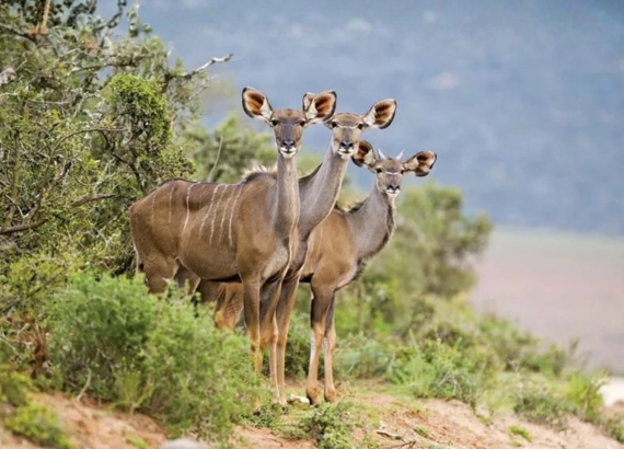 Forkle of kudu
