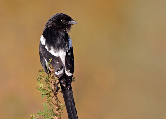 Magpie Shrike